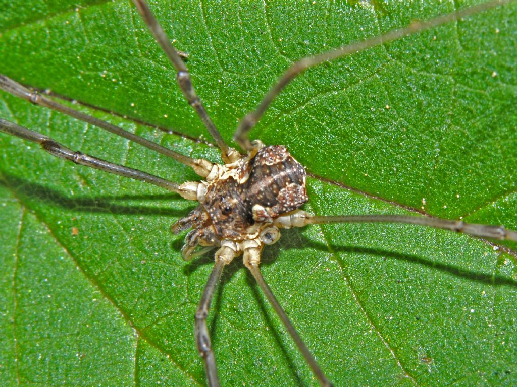 Phalangium opilio?  No,  Mitopus cfr morio, maschio (Phalangiidae)